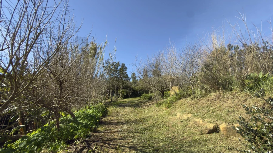 Terreno para Venda em Santo Isidoro Foto 13