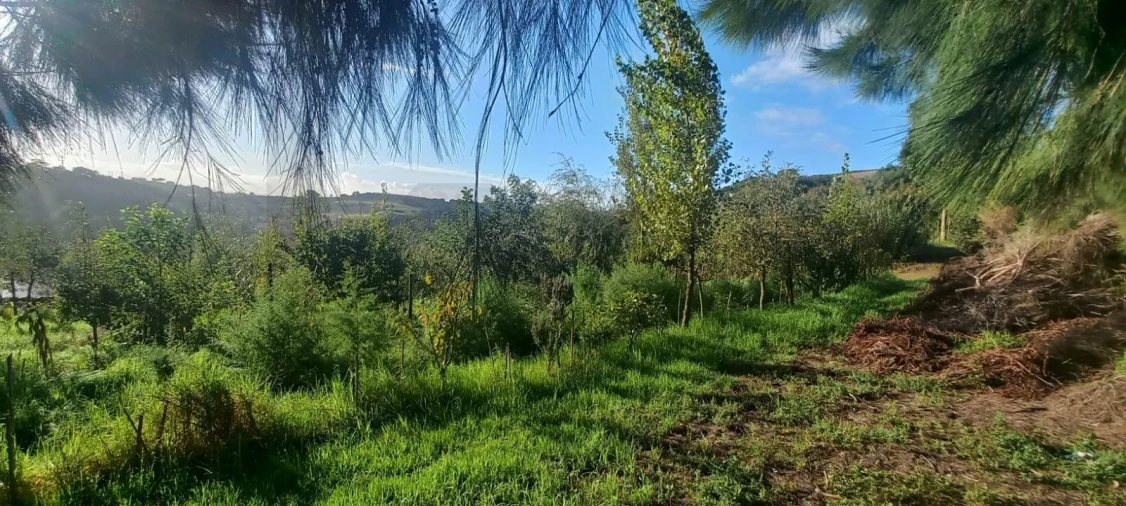 Terreno para Venda em Santo Isidoro Foto 22