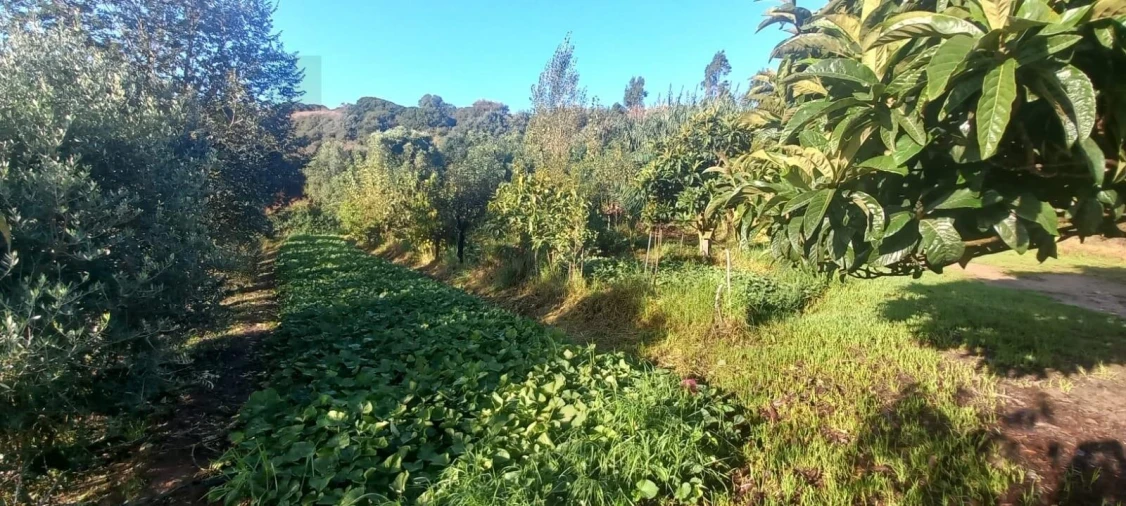Terreno para Venda em Santo Isidoro Foto 24