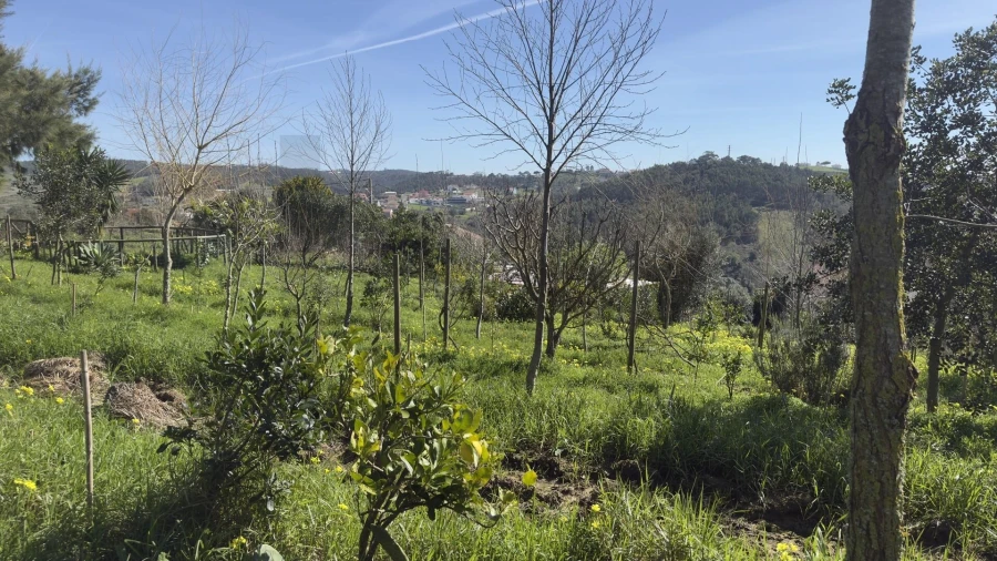 Terreno para Venda em Santo Isidoro Foto 35