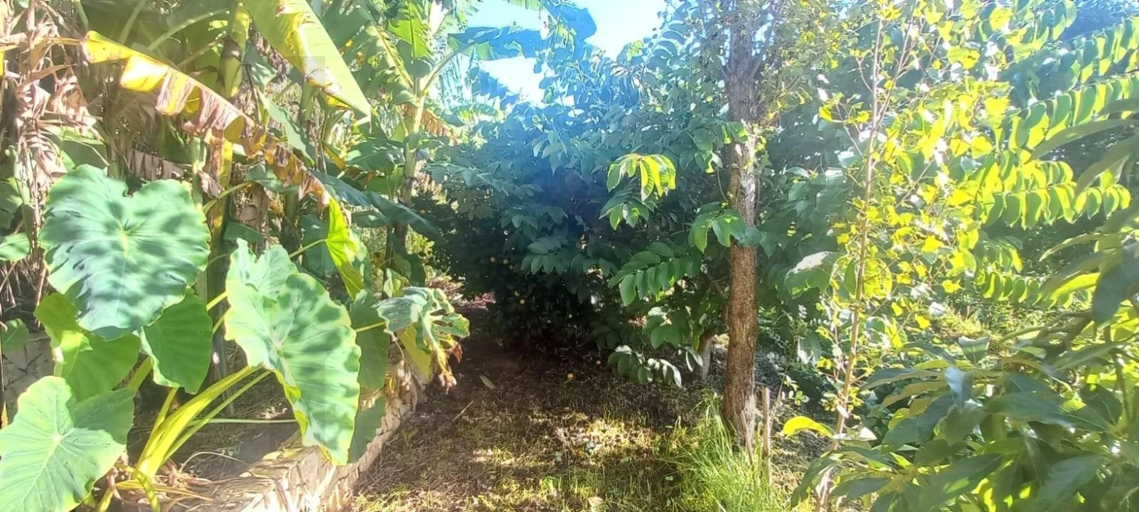 Terreno para Venda em Santo Isidoro Foto 20