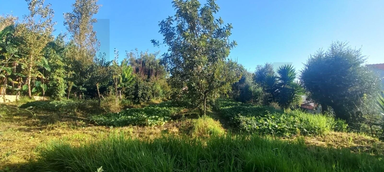 Terreno para Venda em Santo Isidoro Foto 14