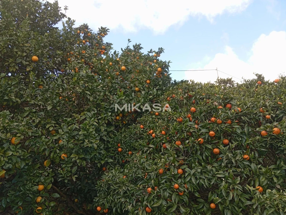 Moradia T2 para Venda em Monchique Foto 27