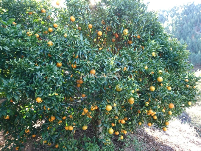 Moradia T2 para Venda em Monchique Foto 21