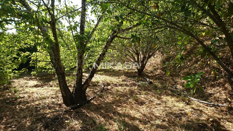 Moradia T2 para Venda em Monchique Foto 19