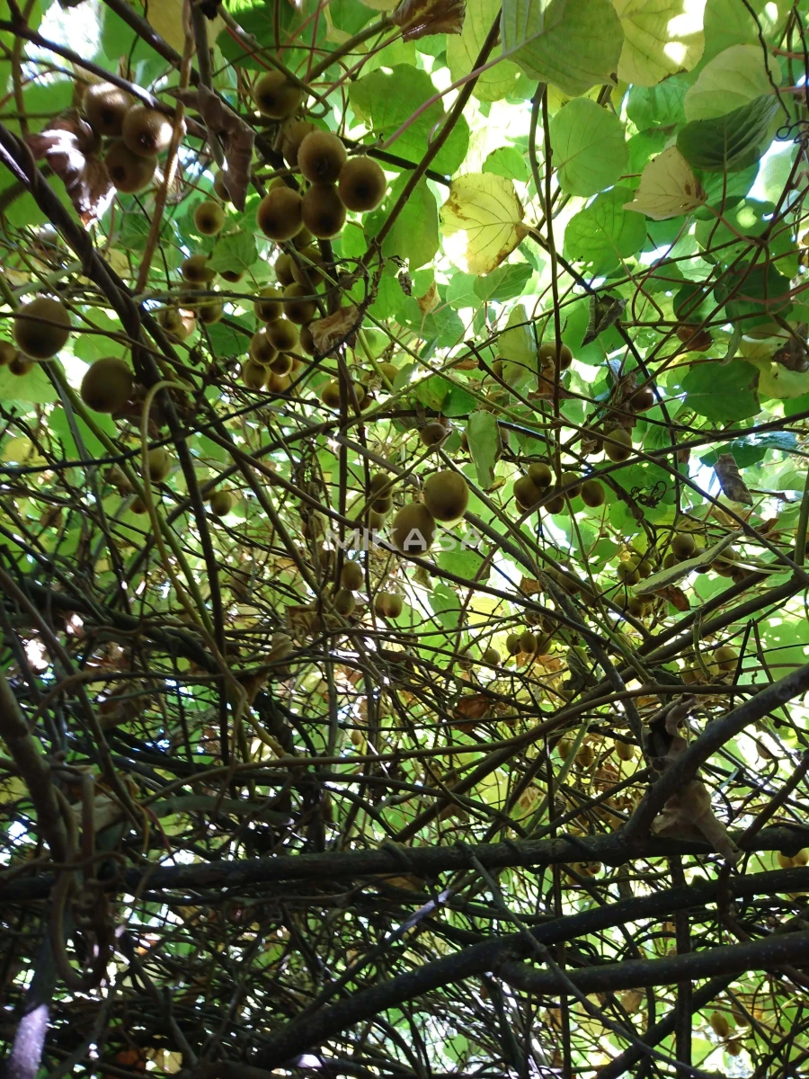 Moradia T2 para Venda em Monchique Foto 22