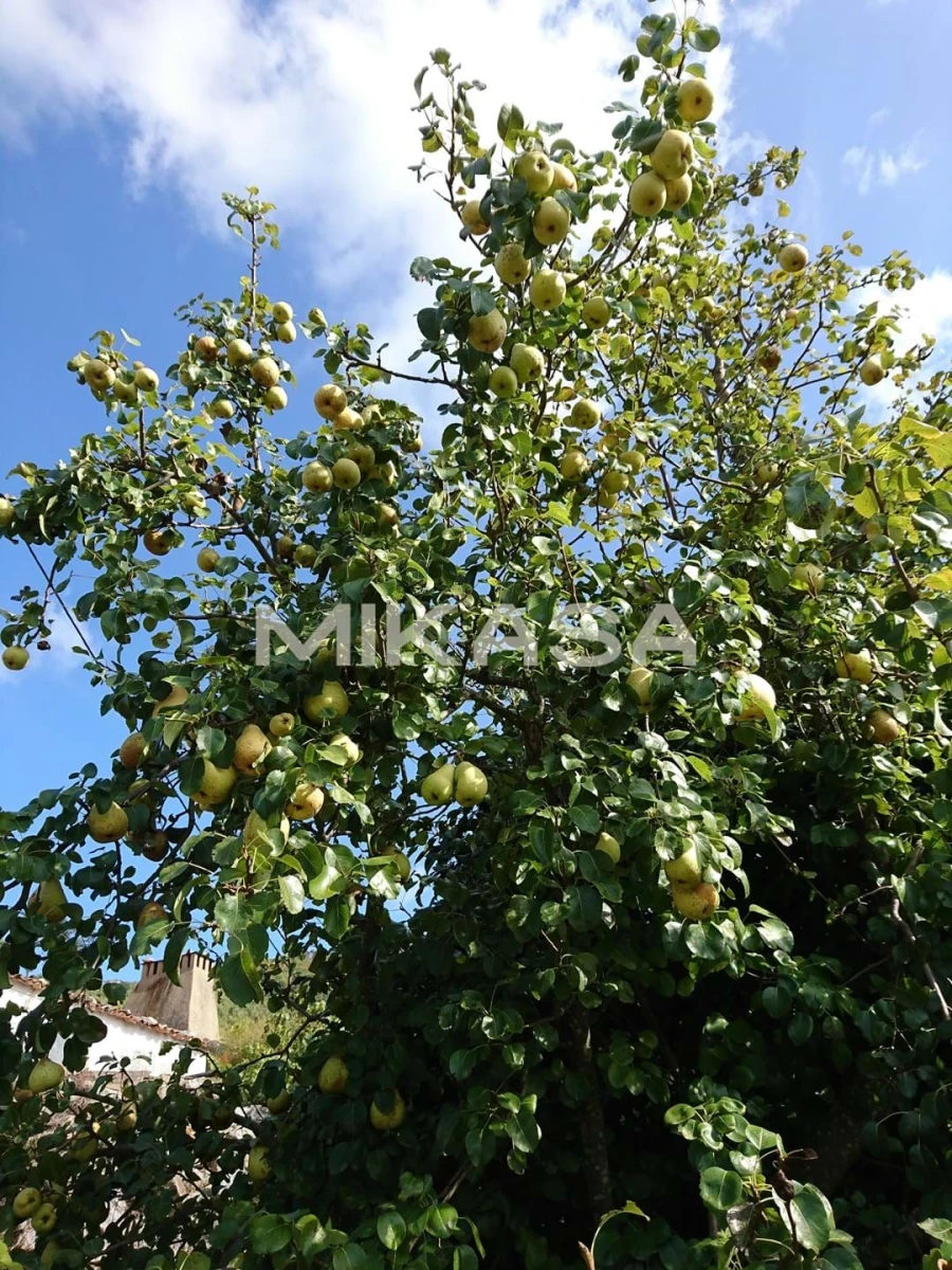 Moradia T2 para Venda em Monchique Foto 20