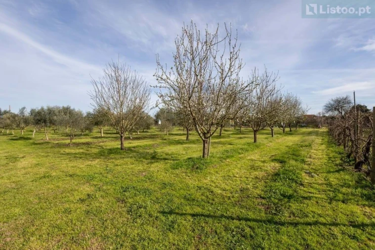 Quinta T4 para Venda em São Miguel do Rio Torto e Rossio Ao Sul do Tejo Foto 20
