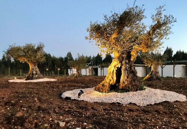 Quinta T31 para Venda em São Teotónio Foto 18