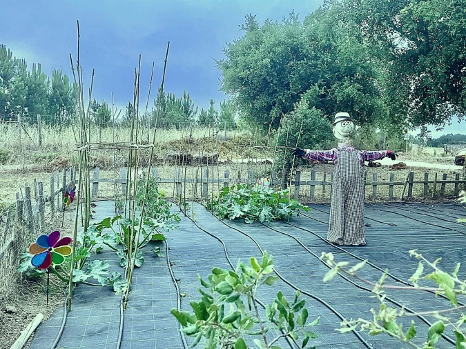 Quinta T31 para Venda em São Teotónio Foto 20