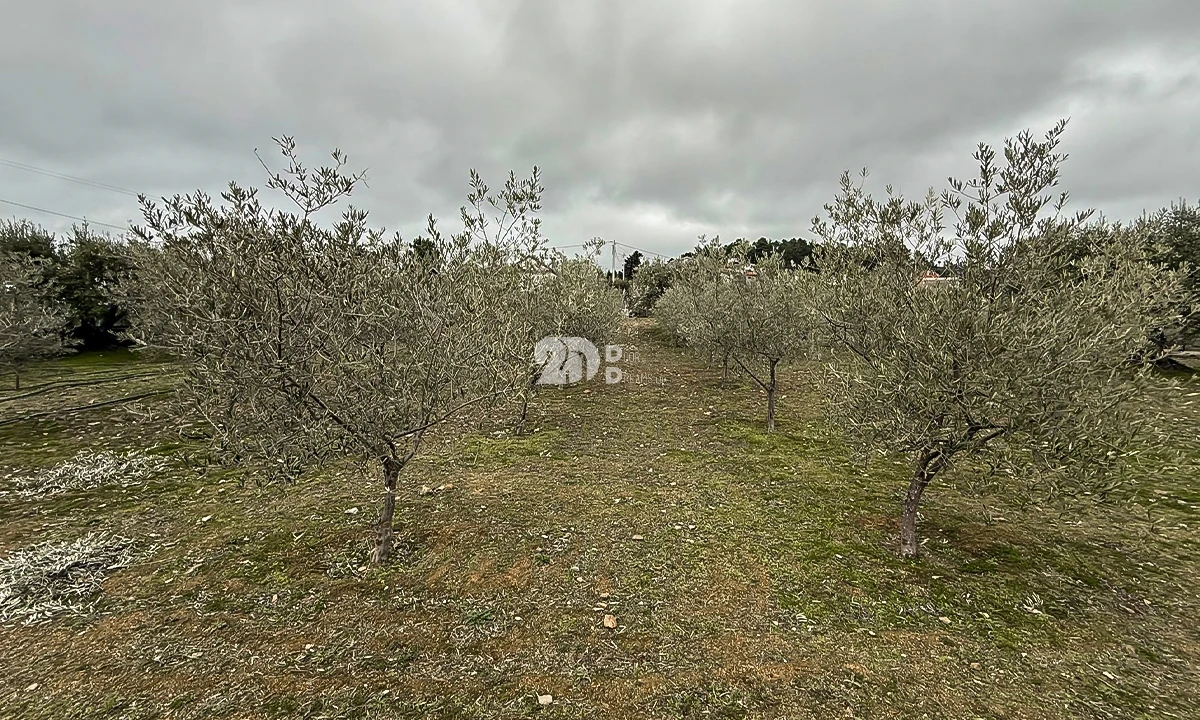 Terreno para Venda em Pinheiros e Vale de Figueira Foto 3