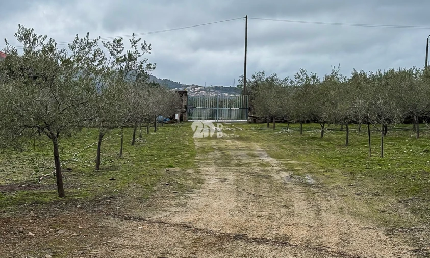 Terreno para Venda em Pinheiros e Vale de Figueira Foto 11