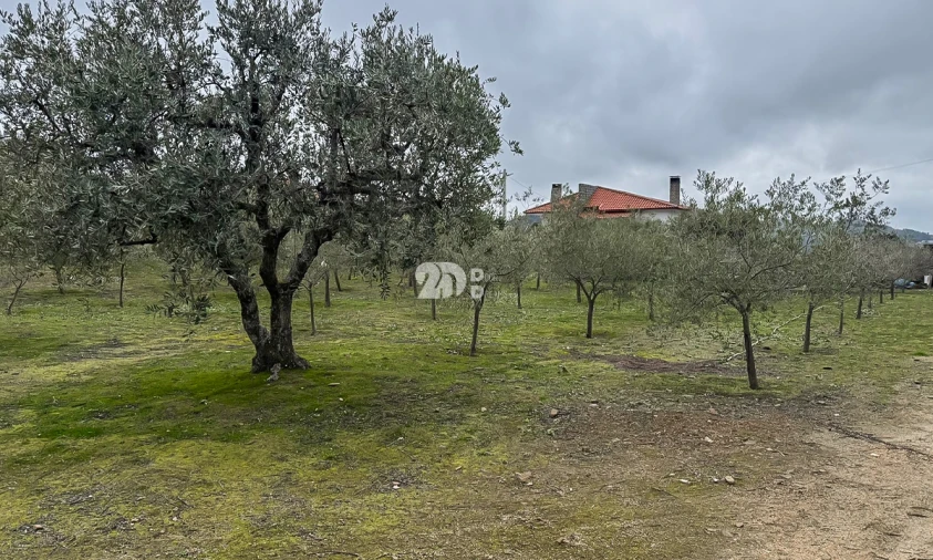Terreno para Venda em Pinheiros e Vale de Figueira Foto 12