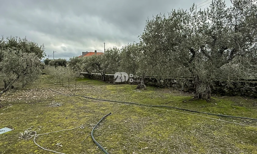 Terreno para Venda em Pinheiros e Vale de Figueira Foto 18