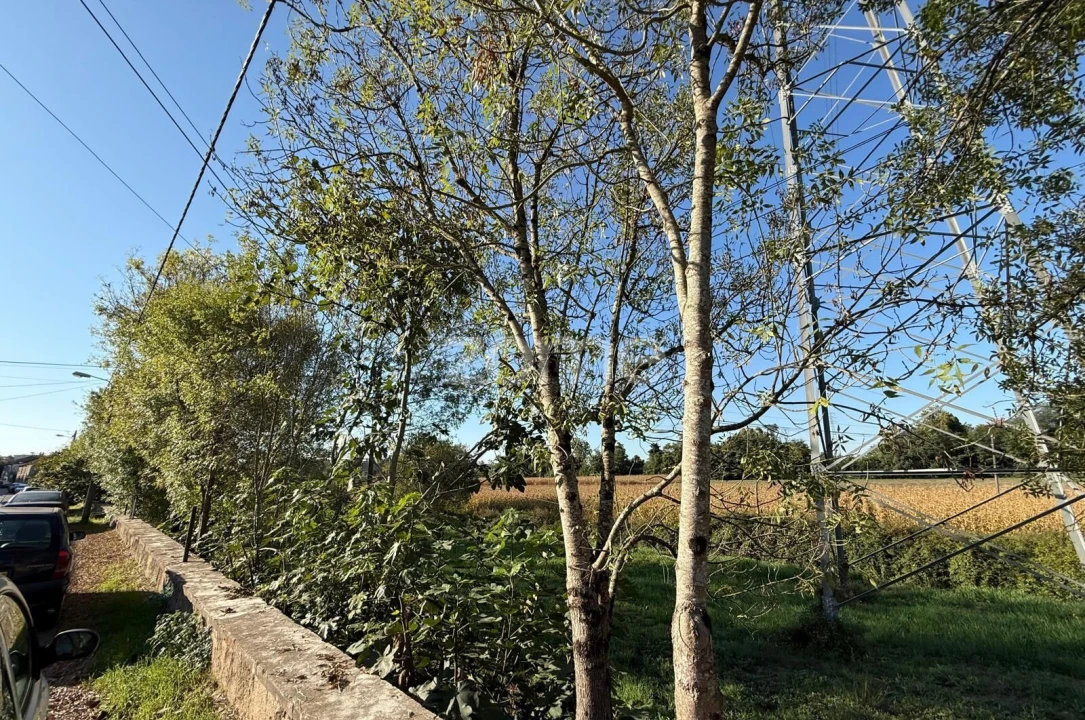 Moradia T1 para Venda em Eiras e São Paulo de Frades Foto 5