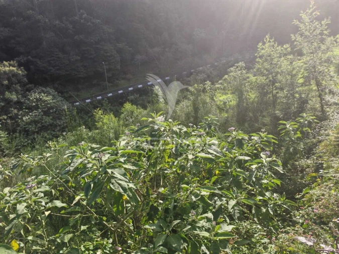 Terreno para Venda em Santo Antonio da Serra Foto 4