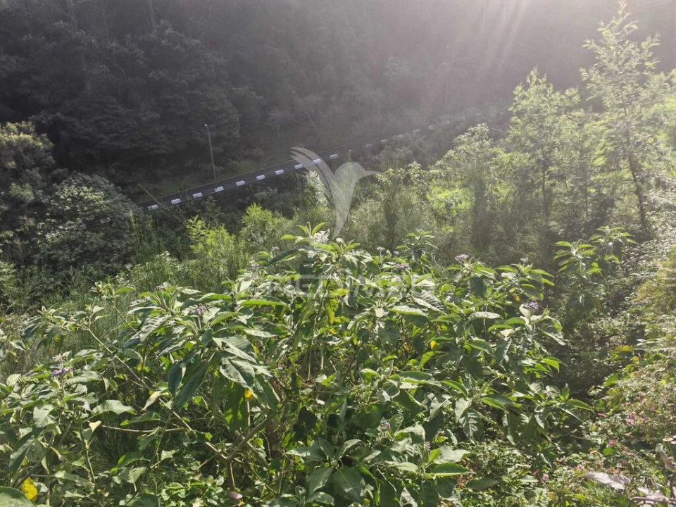 Terreno para Venda em Santo Antonio da Serra Foto 4