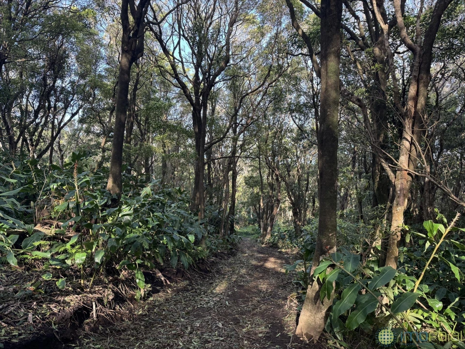 Prédio para Venda em Capelo Foto 25