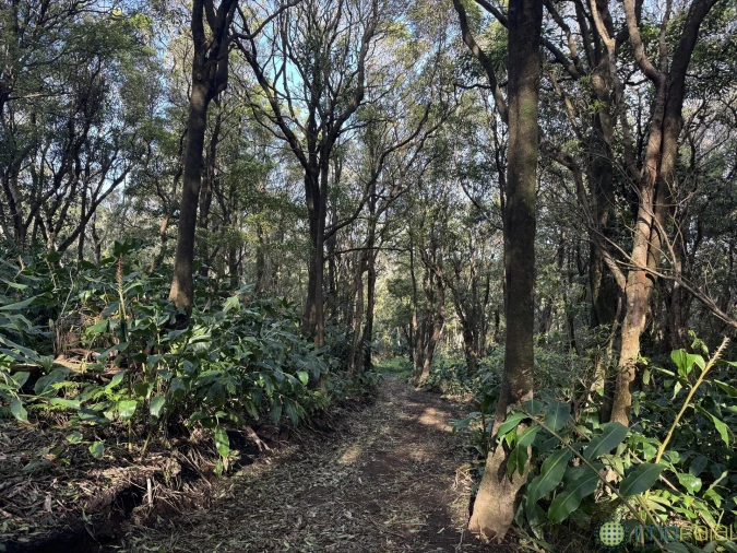 Prédio para Venda em Capelo Foto 25