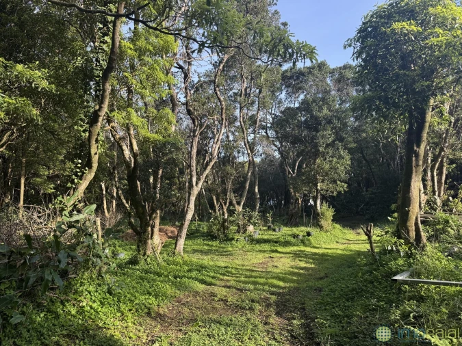 Prédio para Venda em Capelo Foto 7