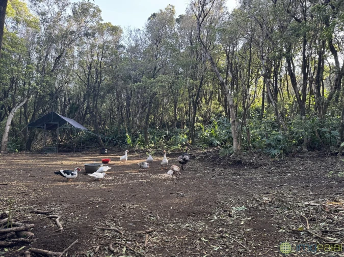Prédio para Venda em Capelo Foto 23