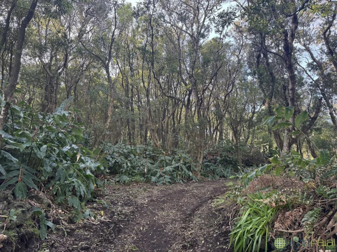 Prédio para Venda em Capelo Foto 3