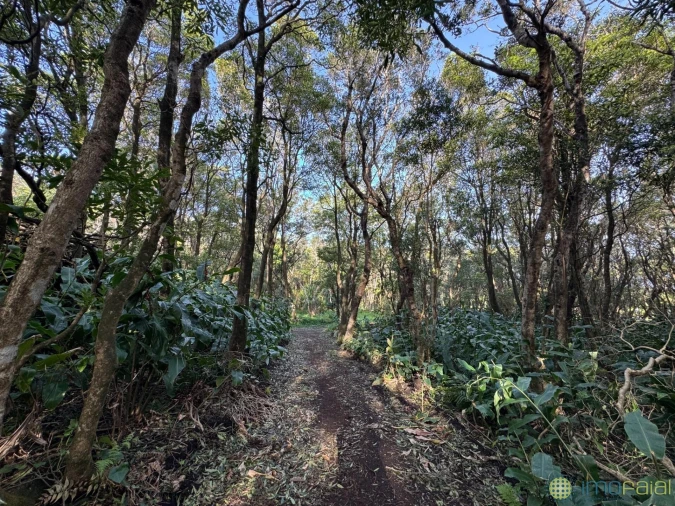 Prédio para Venda em Capelo Foto 26