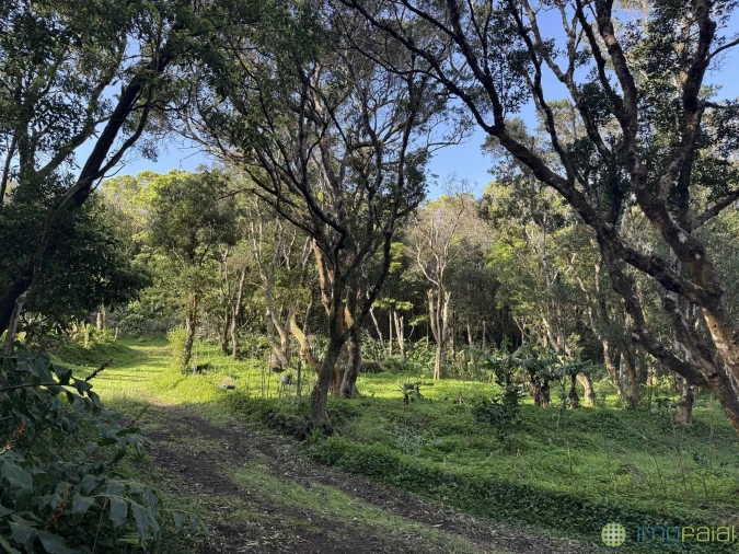 Prédio para Venda em Capelo Foto 28