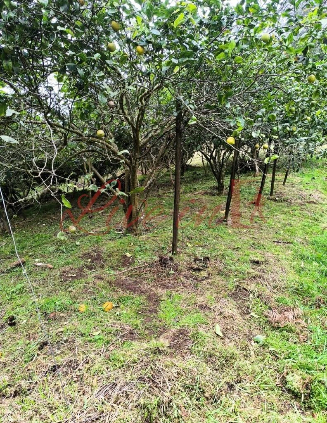 Terreno para Venda em Arco de São Jorge Foto 9