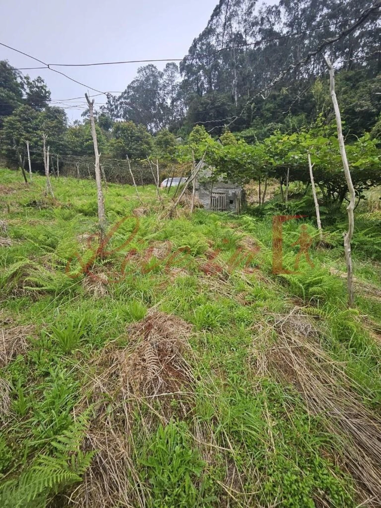 Terreno para Venda em Arco de São Jorge Foto 14