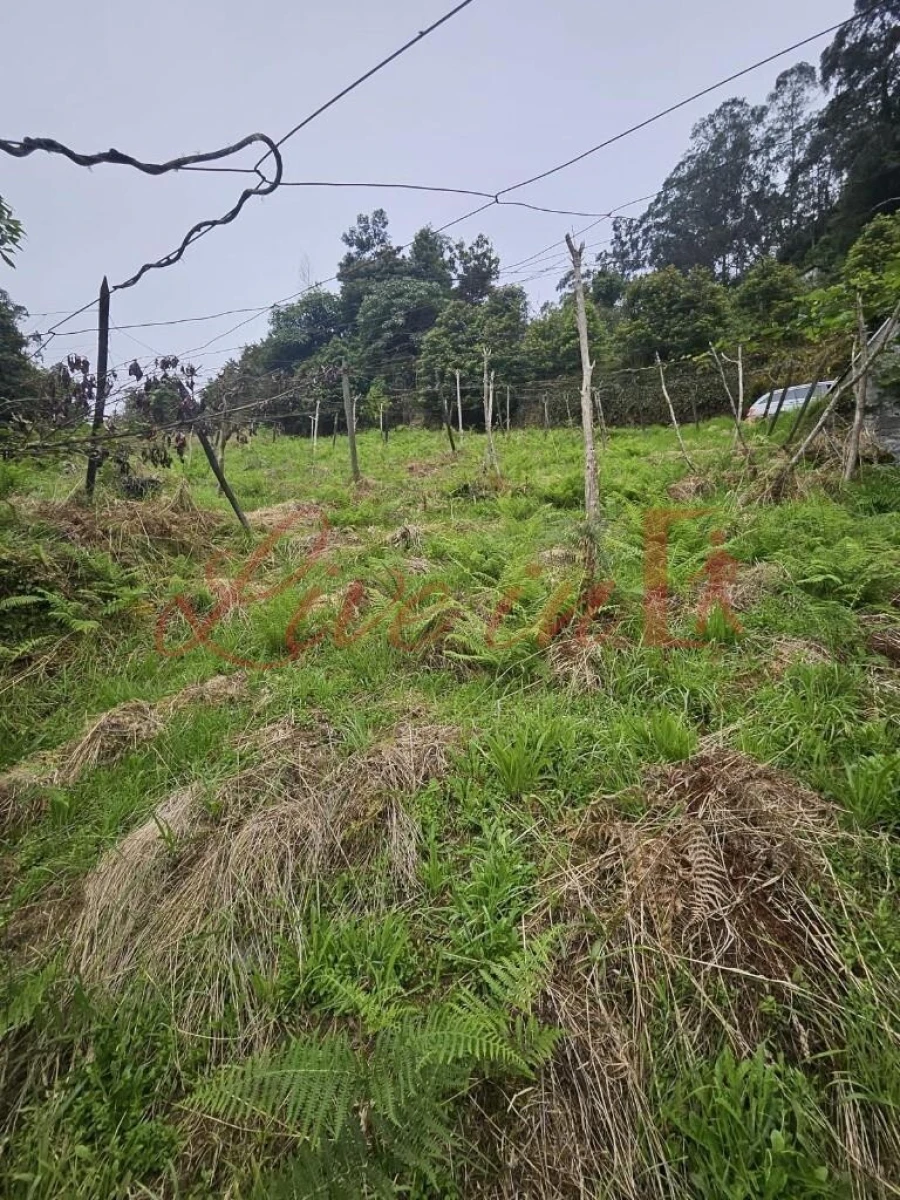 Terreno para Venda em Arco de São Jorge Foto 15