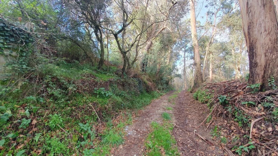 Terreno para Venda em Perafita, Lavra e Santa Cruz do Bispo Foto 6