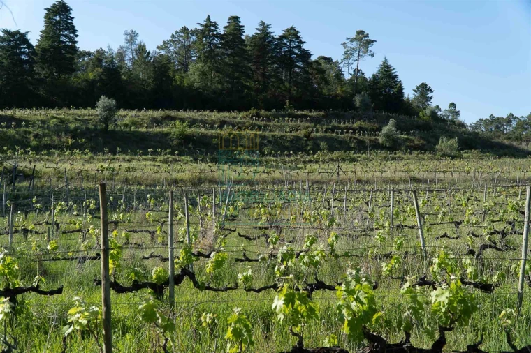 Quinta T8 para Venda em Lamas Foto 9