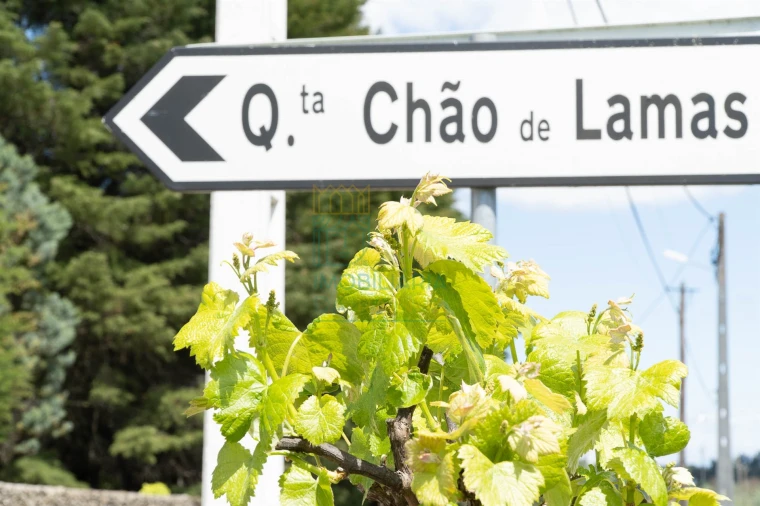 Quinta T8 para Venda em Lamas Foto 54