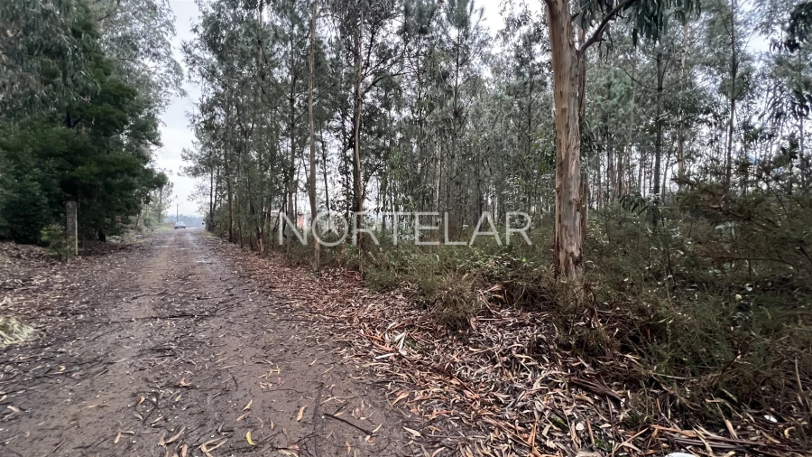 Terreno Agricola ou Rústico para Venda em Bougado (São Martinho e Santiago) Foto 4