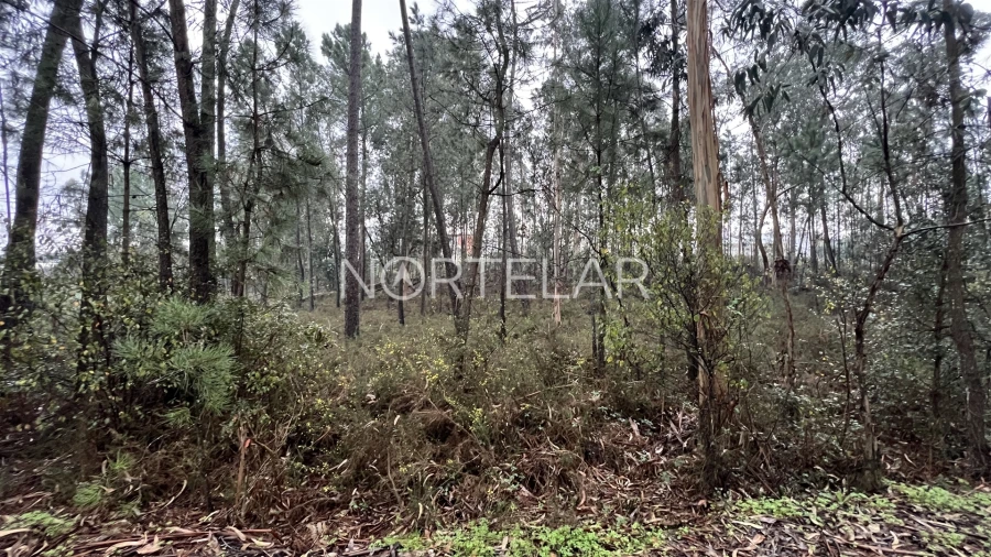 Terreno Agricola ou Rústico para Venda em Bougado (São Martinho e Santiago) Foto 5