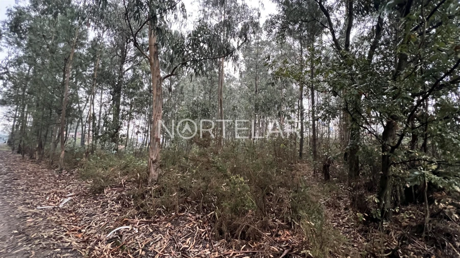 Terreno Agricola ou Rústico para Venda em Bougado (São Martinho e Santiago) Foto 2