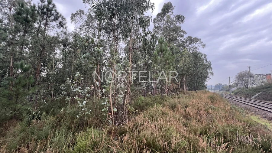 Terreno Agricola ou Rústico para Venda em Bougado (São Martinho e Santiago) Foto 3