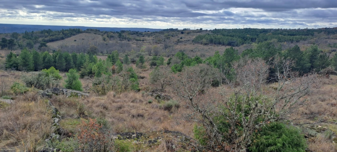 Terreno Agricola ou Rústico para Venda em Sendim e Atenor Foto 14