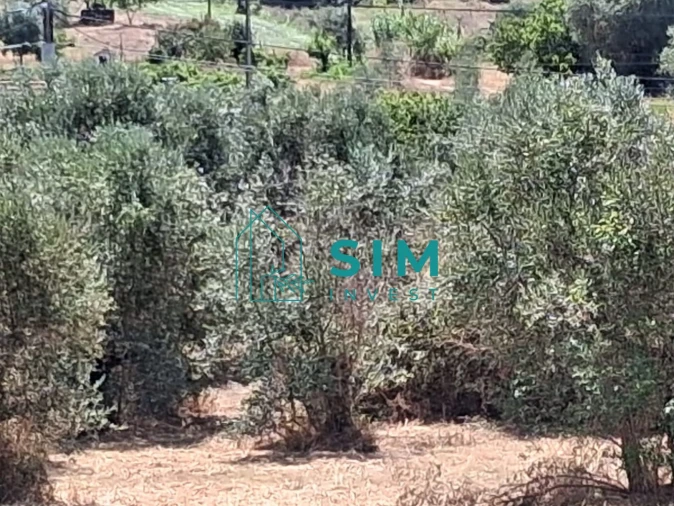 Terreno para Venda em São Pedro de Tomar Foto 10