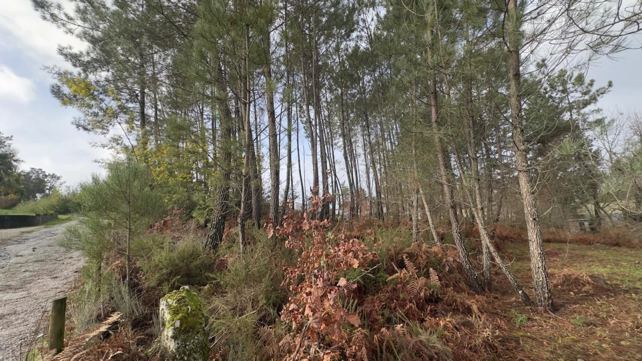 Terreno para Venda em Mundão Foto 20