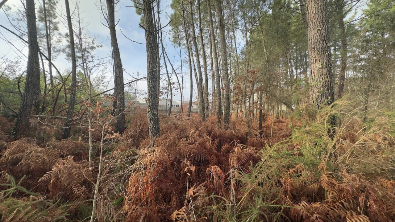 Terreno para Venda em Mundão Foto 22