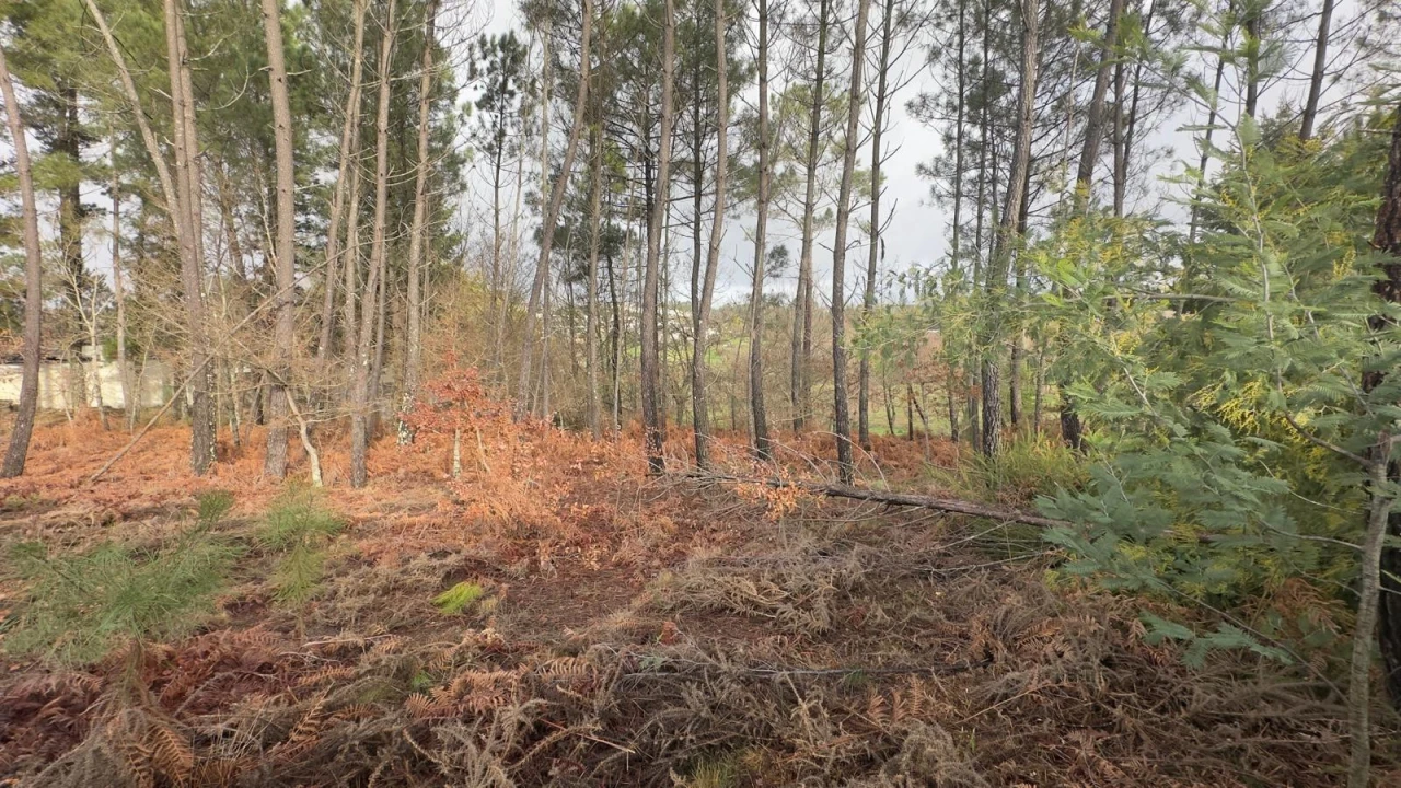 Terreno para Venda em Mundão Foto 24