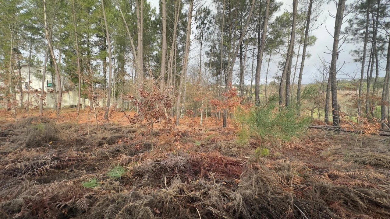 Terreno para Venda em Mundão Foto 27