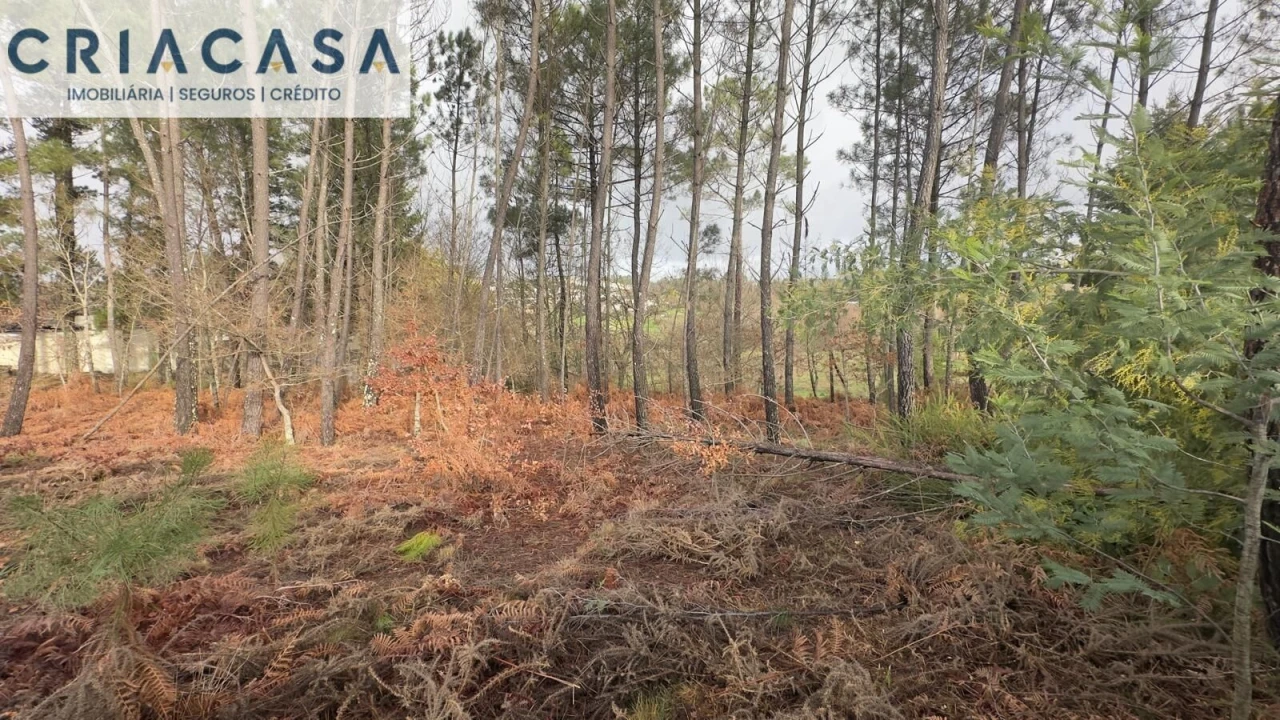Terreno para Venda em Mundão Foto 24