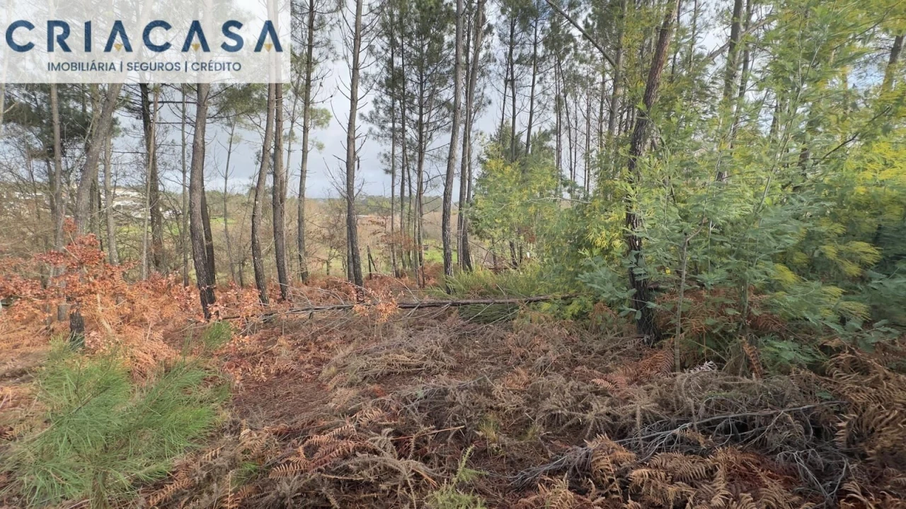 Terreno para Venda em Mundão Foto 26