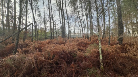 Terreno para Venda em Mundão