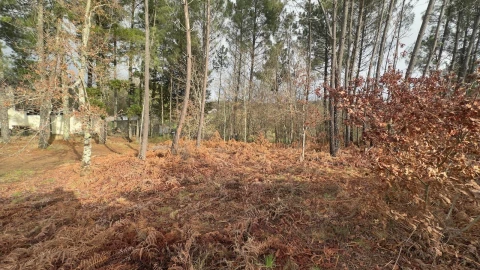 Terreno para Venda em Mundão