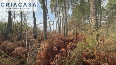 Terreno para Venda em Mundão