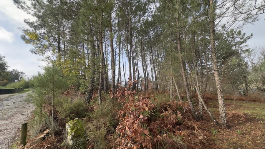 Terreno para Venda em Mundão Foto 20